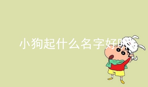 小狗起什么名字好听