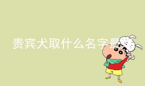 贵宾犬取什么名字最好