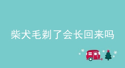 柴犬毛剃了会长回来吗