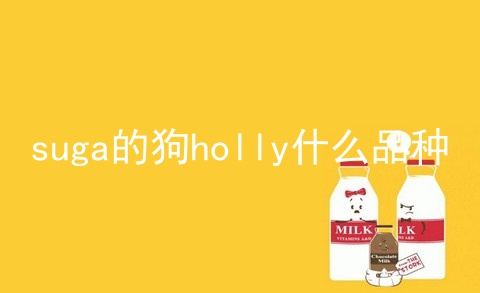 suga的狗holly什么品种