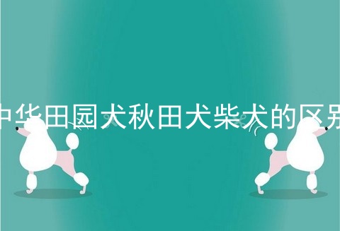 中华田园犬秋田犬柴犬的区别