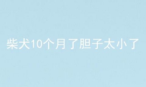 柴犬10个月了胆子太小了