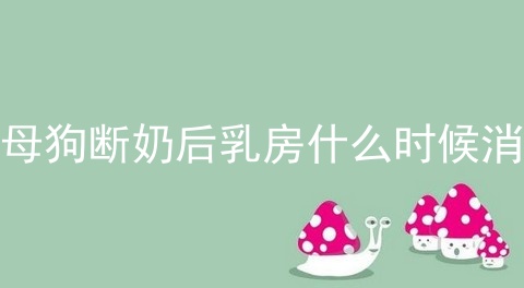 母狗断奶后乳房什么时候消