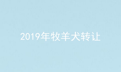 2019年牧羊犬转让