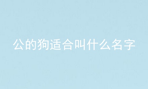 公的狗适合叫什么名字