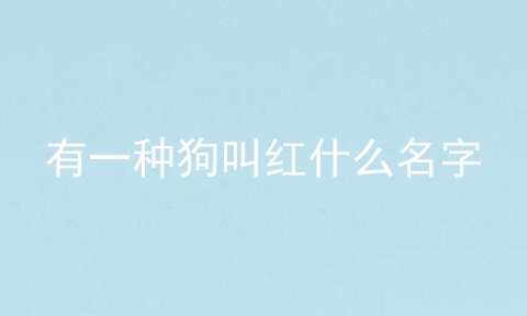 有一种狗叫红什么名字