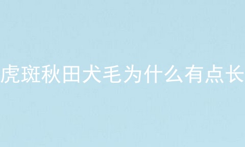 虎斑秋田犬毛为什么有点长