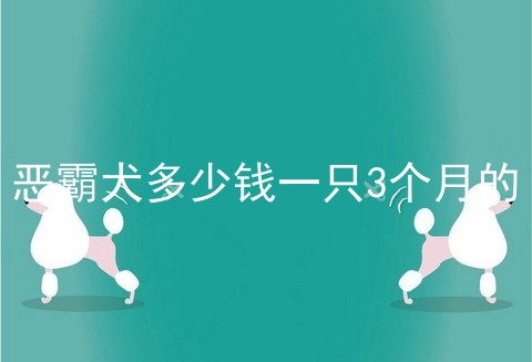 恶霸犬多少钱一只3个月的