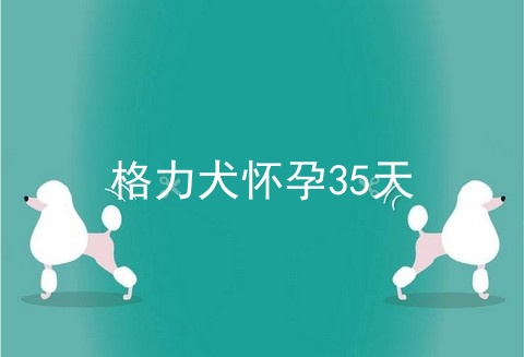 格力犬怀孕35天