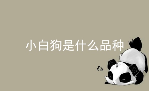 小白狗是什么品种