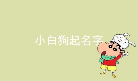 小白狗起名字